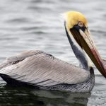 Image of a brown pelican