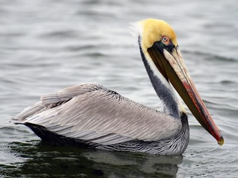 Image of a brown pelican