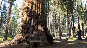 Photo of Colonel Charles Young Sequoia Tree